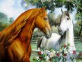 /album/galeria-de-fotos/a7387cavalos-jpg/